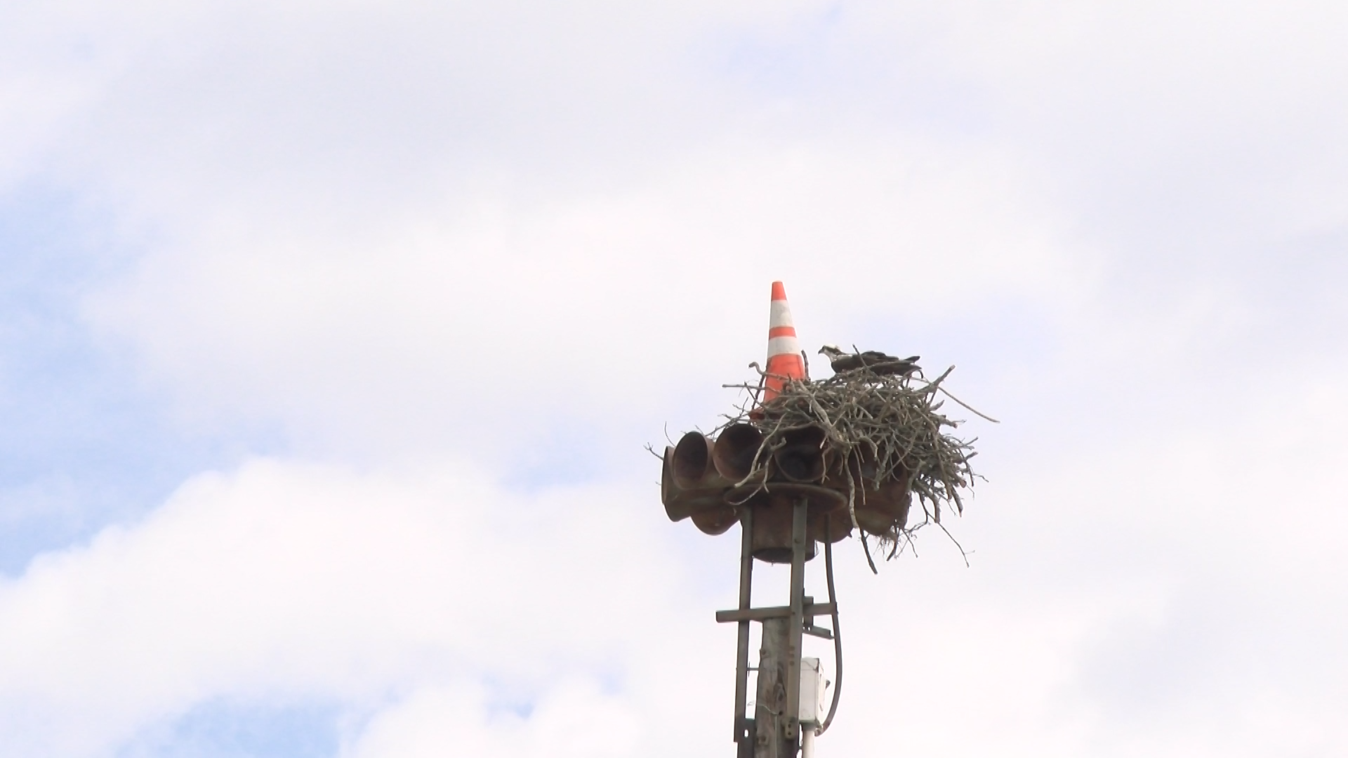 Nest Deterrent